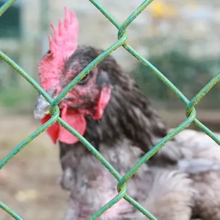 La Ferme Au Coin * Lierneux